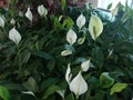 Spathiphyllum wallisii, commonly known asÃÂ peace lily,ÃÂ white sails,ÃÂ spathe flower, cobra plant Royalty Free Stock Photo